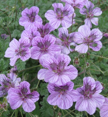 Erodium 'Fran's Delight' 